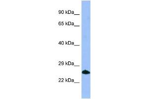 WB Suggested Anti-SMN1 Antibody Titration: 1. (SMN1 anticorps  (C-Term))