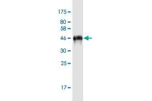 Western Blot detection against Immunogen (51.