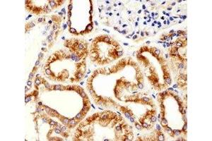 Immunohistochemical analysis of paraffin-embedded human kidney using beta-Tubulin antibody at 1:25 dilution.
