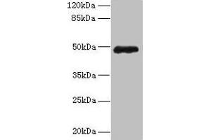 ZNF562 anticorps  (AA 201-426)