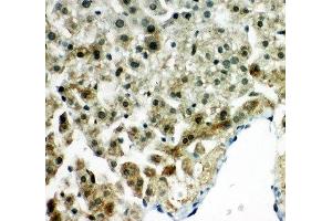 IHC-P: Peroxiredoxin 5 antibody testing of rat liver tissue (Peroxiredoxin 5 anticorps  (C-Term))
