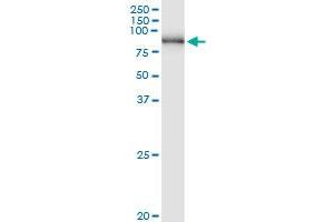 Immunoprecipitation of PNPT1 transfected lysate using anti-PNPT1 MaxPab rabbit polyclonal antibody and Protein A Magnetic Bead , and immunoblotted with PNPT1 purified MaxPab mouse polyclonal antibody (B01P) .
