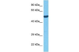 Host:  Rabbit  Target Name:  OASL  Sample Tissue:  Mouse Kidney  Antibody Dilution:  1ug/ml