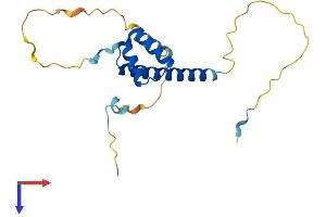 AlphaFold protein structure predicition of Mouse Recombinant Lbx2 Protein, UniprotID Q9WUN8