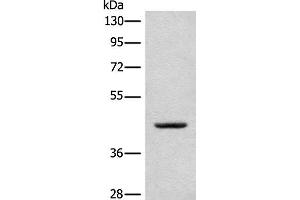 Western blot analysis of A375 cell lysate using CANT1 Polyclonal Antibody at dilution of 1:500