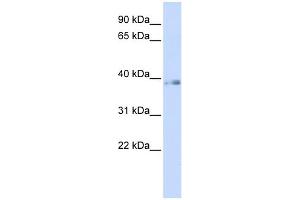 WB Suggested Anti-GTF2H2 Antibody Titration:  0. (GTF2H2 anticorps  (N-Term))