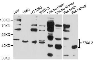 Western blot analysis of extracts of various cell lines, using FBXL2 antibody (ABIN4903642) at 1:1000 dilution. (FBXL2 anticorps)