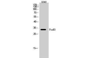 Western Blotting (WB) image for anti-Forkhead Box E3 (FOXE3) (Internal Region) antibody (ABIN3184657) (FOXE3 anticorps  (Internal Region))