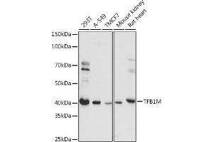 Western blot analysis of extracts of various cell lines, using TFB1M antibody (ABIN7270889) at 1:1000 dilution. (TFB1M anticorps  (AA 28-346))