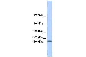 LGALS1 antibody used at 1 ug/ml to detect target protein. (LGALS1/Galectin 1 anticorps)