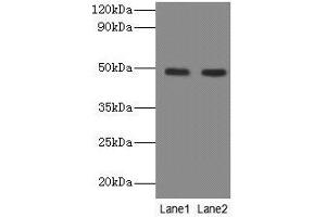 Western blot All lanes: NEU3 antibody at 2 μg/mL Lane 1: A549 whole cell lysate Lane 2: U251 whole cell lysate Secondary Goat polyclonal to rabbit IgG at 1/10000 dilution Predicted band size: 49, 52 kDa Observed band size: 49 kDa (Neu3 anticorps  (AA 2-428))