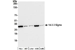 Western Blotting (WB) image for anti-Stratifin (SFN) (AA 198-248) antibody (ABIN7454767)