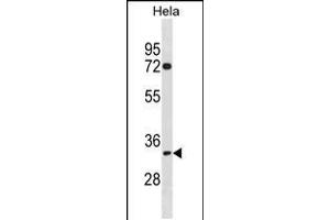 Western blot analysis in Hela cell line lysates (35ug/lane). (TIPIN anticorps  (N-Term))