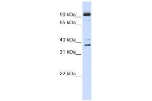 NCBP1 antibody used at 1 ug/ml to detect target protein. (NCBP1 anticorps  (N-Term))