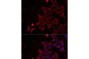 Immunofluorescence analysis of MCF7 cells using MSRA Polyclonal Antibody (MSRA anticorps)