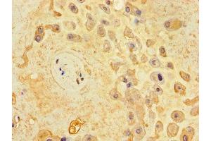 Immunohistochemistry of paraffin-embedded human placenta tissue using ABIN7166261 at dilution of 1:100