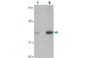 Western blot analysis of ANGPT2 in human liver tissue with ANGPT2 polyclonal antibody  at (lane 1) 1 and (lane 2) 2 ug/mL. (Angiopoietin 2 anticorps  (C-Term))