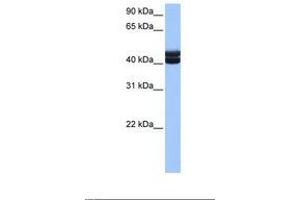 Image no. 1 for anti-Germ Cell Associated 1 (GSG1) (AA 237-286) antibody (ABIN6738916) (GSG1 anticorps  (AA 237-286))