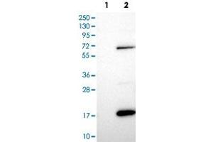 Western Blot analysis of Lane 1: negative control (vector only transfected HEK293T cell lysate) and Lane 2: over-expression lysate (co-expressed with a C-terminal myc-DDK tag in mammalian HEK293T cells) with MOBP polyclonal antibody .
