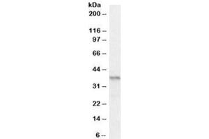 Western blot testing of mouse pancreas lysate with PAX4 antibody at 0. (PAX4 anticorps)