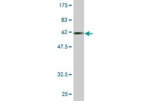Western Blot detection against Immunogen (62.