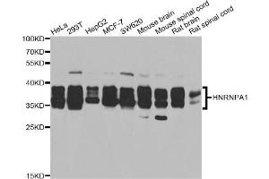 Western blot analysis of extracts of various cell lines, using HNRNPA1 antibody. (HNRNPA1 anticorps)