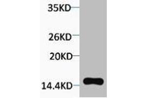 Western blot analysis of extracts from Hela cells, 1:2000. (H2AFX anticorps  (pThr120))