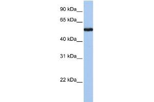 WB Suggested Anti-FLJ90709 Antibody Titration: 0. (FLJ90709 (Middle Region) anticorps)