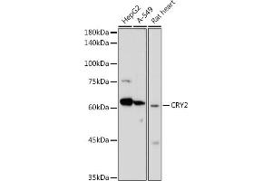Western blot analysis of extracts of various cell lines, using CRY2 antibody (ABIN6130207, ABIN6139069, ABIN6139071 and ABIN6222617) at 1:1000 dilution.