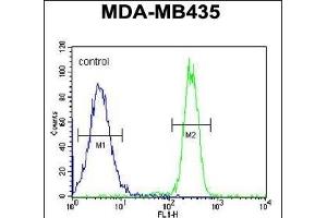 SGF29 Antibody (C-term) (ABIN651333 and ABIN2840193) flow cytometric analysis of MDA-M cells (right histogram) compared to a negative control cell (left histogram). (SGF29 anticorps  (C-Term))