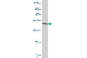 Western Blot detection against Immunogen (36.