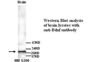Image no. 1 for anti-Brain-Derived Neurotrophic Factor (BDNF) antibody (ABIN790885) (BDNF anticorps)