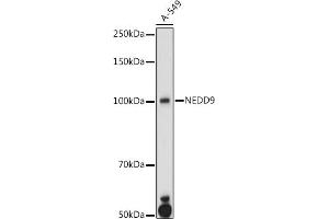 Western blot analysis of extracts of A-549 cells, using NEDD9 antibody (ABIN3023330, ABIN3023331, ABIN3023332 and ABIN6219606) at 1:1000 dilution. (NEDD9 anticorps  (AA 60-174))