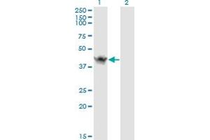 Western Blot analysis of ASB9 expression in transfected 293T cell line by ASB9 monoclonal antibody (M01), clone 1D8. (ASB9 anticorps  (AA 1-252))