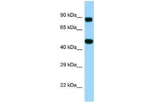 Western Blotting (WB) image for anti-KDEL (Lys-Asp-Glu-Leu) Containing 2 (KDELC2) (Middle Region) antibody (ABIN2790641)