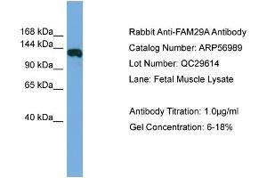 WB Suggested Anti-FAM29A  Antibody Titration: 0. (FAM29A anticorps  (Middle Region))