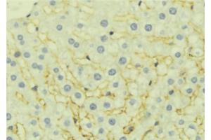 ABIN6277061 at 1/100 staining Mouse liver tissue by IHC-P.