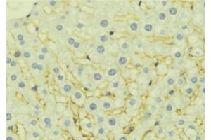 ABIN6277061 at 1/100 staining Mouse liver tissue by IHC-P. (EPHX1 anticorps  (Internal Region))