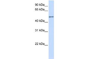 WB Suggested Anti-ZNF561 Antibody Titration:  0. (ZNF561 anticorps  (C-Term))