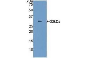 Detection of Recombinant CA4, Human using Polyclonal Antibody to Carbonic Anhydrase IV (CA4) (CA4 anticorps  (AA 19-283))