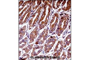 Mouse Map3k7 Antibody (N-term) ((ABIN657840 and ABIN2846802))immunohistochemistry analysis in formalin fixed and paraffin embedded mouse stomach tissue followed by peroxidase conjugation of the secondary antibody and DAB staining. (MAP3K7 anticorps  (N-Term))