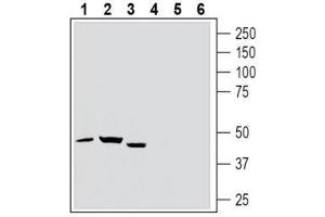 Western blot analysis of rat spleen lysate (lanes 1 and 4), rat brain lysate (lanes 2 and 5) and mouse brain lysate (lanes 3 and 6): - 1-3. (TBXA2R anticorps  (Extracellular, N-Term))