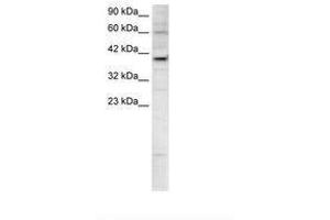 Image no. 2 for anti-Kinesin Family Member 25 (KIF25) (AA 302-351) antibody (ABIN202395) (KIF25 anticorps  (AA 302-351))