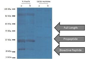 Generously provided by Bradley Elliott from University of Westminster as part of the Bioss Discovery Program.