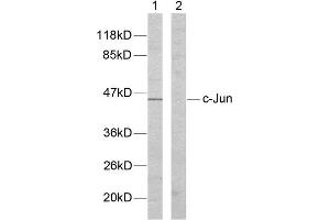 Western Blotting (WB) image for anti-Jun Proto-Oncogene (JUN) (Tyr170) antibody (ABIN1848122) (C-JUN anticorps  (Tyr170))