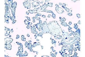 ABIN184738 Negative Control showing staining of paraffin embedded Human Placenta, with no primary antibody.