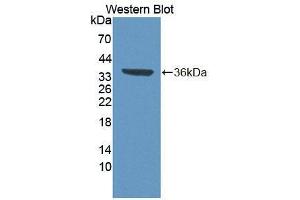 Western blot analysis of the recombinant protein. (TCEA3 anticorps  (AA 59-348))