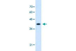 Western Blot analysis of HepG2 cell lysate with GOT2 polyclonal antibody  at 1. (GOT2 anticorps  (C-Term))