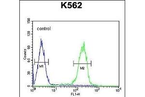 R Antibody (Center) (ABIN654772 and ABIN2844451) flow cytometric analysis of K562 cells (right histogram) compared to a negative control cell (left histogram). (RNF185 anticorps  (AA 88-117))