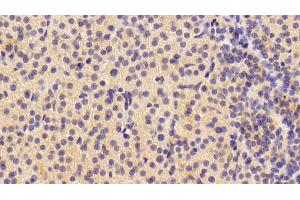 Detection of NRN1 in Porcine Adrenal gland Tissue using Polyclonal Antibody to Neuritin 1 (NRN1) (NRN1 anticorps  (AA 28-142))